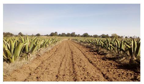 Sistemas Agroforestales - Agave
