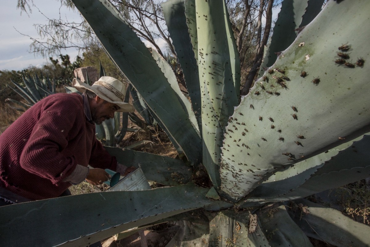 Obstáculos Técnicos y Políticos